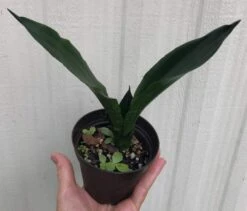 Sansevieria Trifasciata Black Dragon In 3" Pot -Cheap Plantly Store IMG 9008