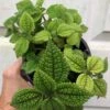 Pilea 'Moon Valley' Friendship Plant - Pilea Involucrata - Potted In 4" Pot -Cheap Plantly Store IMG 9019