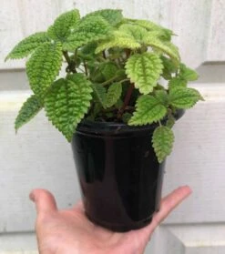 Pilea 'Moon Valley' Friendship Plant - Pilea Involucrata - Potted In 4" Pot -Cheap Plantly Store IMG 9020