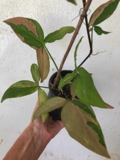 Syngonium Pink Splash - Arrowhead Plant In 4" Pot -Cheap Plantly Store IMG 9090 rotated 1