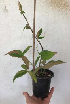 Syngonium Pink Splash - Arrowhead Plant In 4" Pot -Cheap Plantly Store IMG 9091