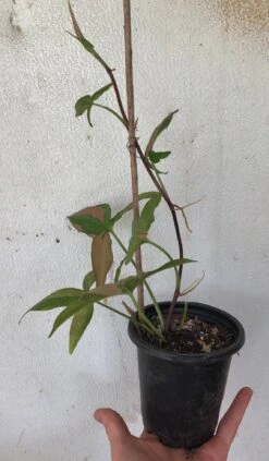 Syngonium Pink Splash - Arrowhead Plant In 4" Pot -Cheap Plantly Store IMG 9092