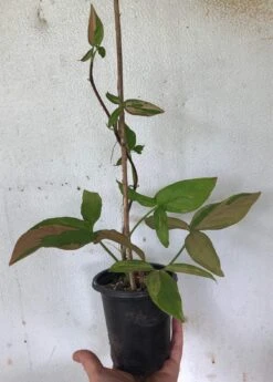 Syngonium Pink Splash - Arrowhead Plant In 4" Pot -Cheap Plantly Store IMG 9093