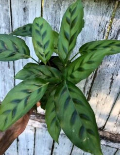 Calathea Leopardina Plant In 4" Pot -Cheap Plantly Store IMG 9103