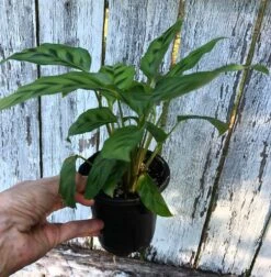 Calathea Leopardina Plant In 4" Pot -Cheap Plantly Store IMG 9104