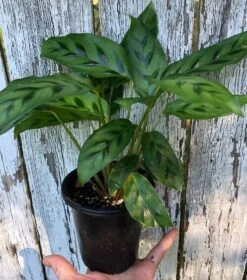 Calathea Leopardina Plant In 4" Pot -Cheap Plantly Store IMG 9105