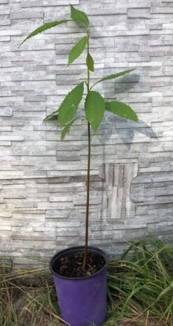 Avocado Seedling Potted In 1 Gallon Pot, 2 Years Old -Cheap Plantly Store IMG 9118