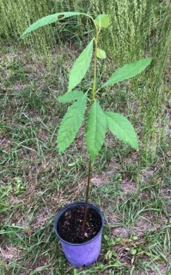Avocado Seedling Potted In 1 Gallon Pot, 2 Years Old -Cheap Plantly Store IMG 9121