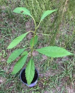 Avocado Seedling Potted In 1 Gallon Pot, 2 Years Old -Cheap Plantly Store IMG 9122