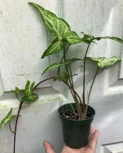 Syngonium Podophyllum Renoir Live Plant In 3" Pot -Cheap Plantly Store IMG 9131