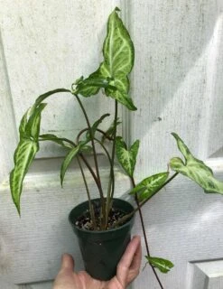 Syngonium Podophyllum Renoir Live Plant In 3" Pot -Cheap Plantly Store IMG 9132