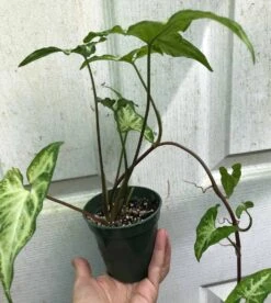 Syngonium Podophyllum Renoir Live Plant In 3" Pot -Cheap Plantly Store IMG 9133