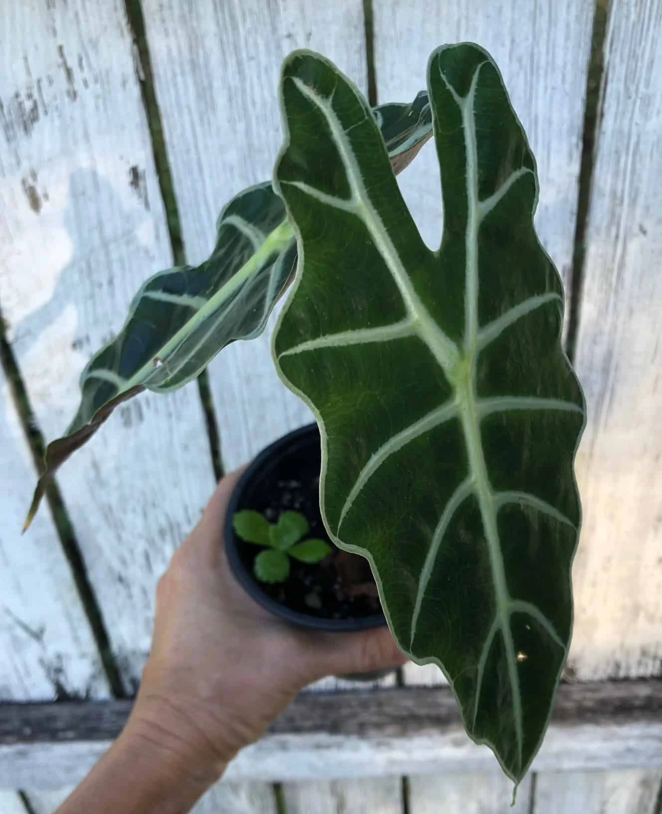 Alocasia 'Polly' - Elephant Ear Plant In 4" Pot 3 Alocasia 'Polly' - Elephant Ear Plant In 4" Pot
