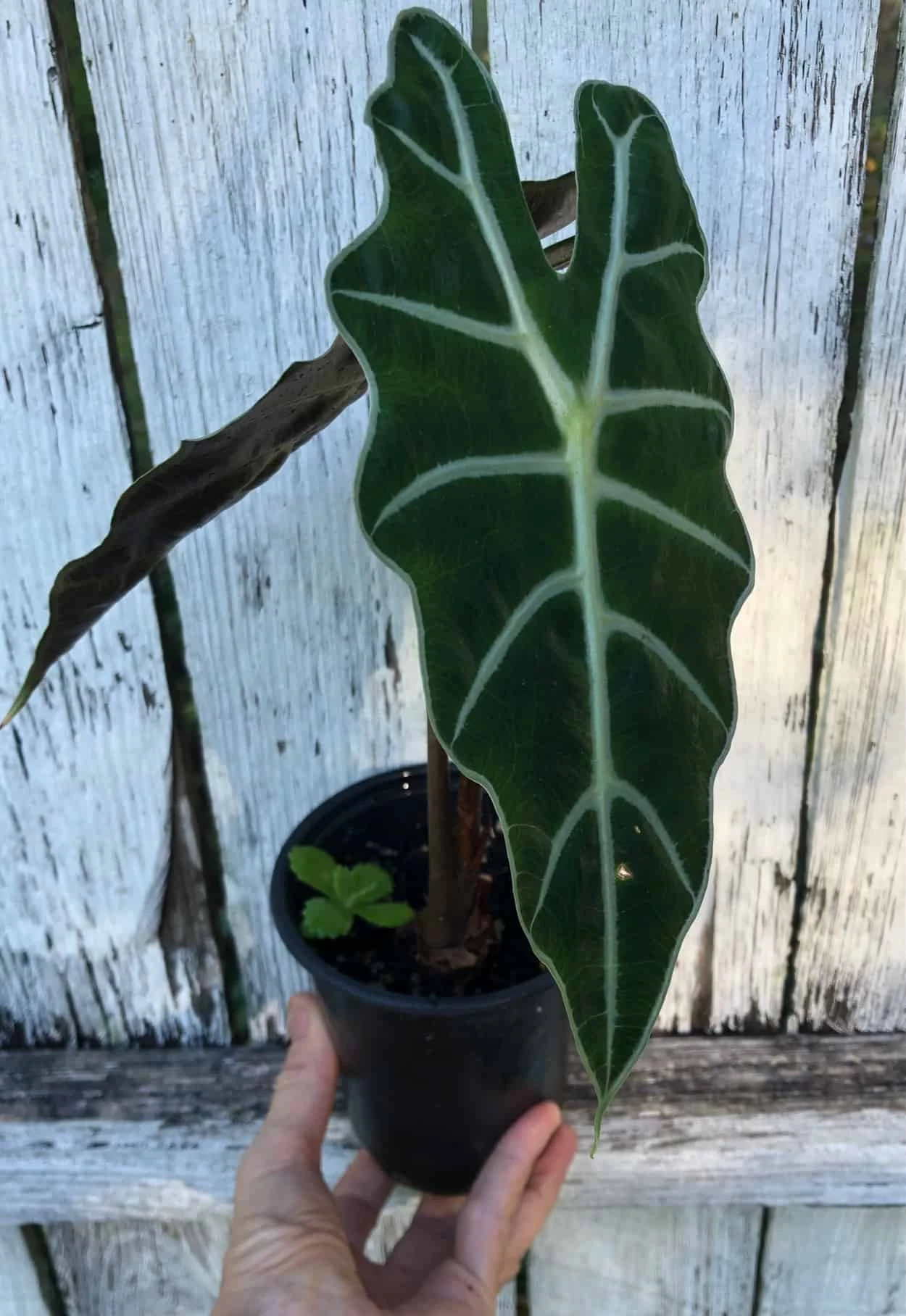 Alocasia 'Polly' - Elephant Ear Plant In 4" Pot 4 Alocasia 'Polly' - Elephant Ear Plant In 4" Pot - Image 2