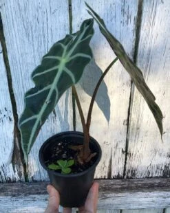 Alocasia 'Polly' - Elephant Ear Plant In 4" Pot 8 Alocasia 'Polly' - Elephant Ear Plant In 4" Pot -Cheap Plantly Store IMG 9144