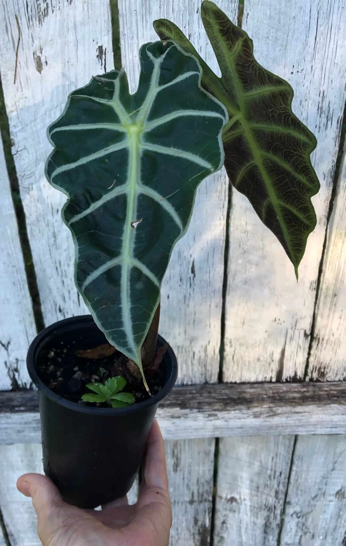 Alocasia 'Polly' - Elephant Ear Plant In 4" Pot 6 Alocasia 'Polly' - Elephant Ear Plant In 4" Pot - Image 4