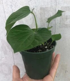 Piper Betel Plant In A Container, Potted With Soil In 3" Pot -Cheap Plantly Store IMG 9174