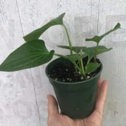 Piper Betel Plant In A Container, Potted With Soil In 3" Pot -Cheap Plantly Store IMG 9175