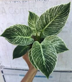 Philodendron Birkin In 4" Pot