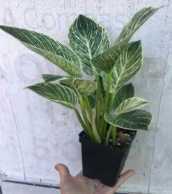 Philodendron Birkin In 4" Pot -Cheap Plantly Store IMG 9182