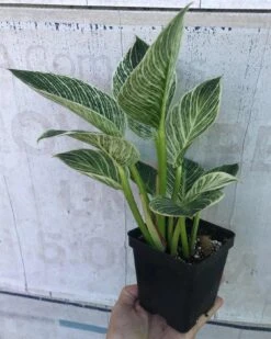 Philodendron Birkin In 4" Pot -Cheap Plantly Store IMG 9183