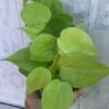 Philodendron Hederaceum 'Lemon Lime' Plant In 3" Pot, Heartleaf Philodendron -Cheap Plantly Store IMG 9184