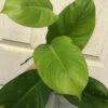 Philodendron Inconcinnum Live Plant In 4" Pot