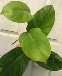 Philodendron Inconcinnum Live Plant In 4" Pot