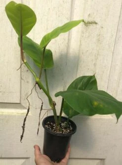 Philodendron Inconcinnum Live Plant In 4" Pot -Cheap Plantly Store IMG 9193