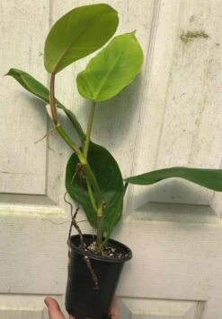 Philodendron Inconcinnum Live Plant In 4" Pot -Cheap Plantly Store IMG 9194