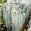 Pilosocereus Pachycladus "wooly Blue Torch" -Cheap Plantly Store IMG 9203 rotated 1