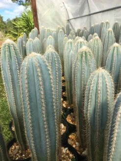 Pilosocereus Pachycladus "wooly Blue Torch" -Cheap Plantly Store IMG 9204 rotated 1