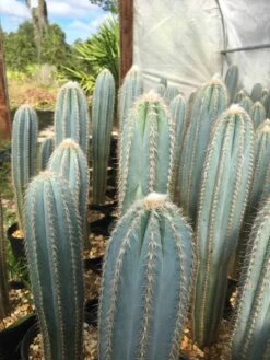 Pilosocereus Pachycladus "wooly Blue Torch" -Cheap Plantly Store IMG 9205 rotated 1