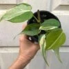Philodendron Hederaceum 'Rio' RARE Plant In 4" Pot 1 Philodendron Hederaceum 'Rio' RARE Plant In 4" Pot -Cheap Plantly Store IMG 9341