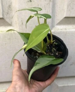 Philodendron Hederaceum 'Rio' RARE Plant In 4" Pot -Cheap Plantly Store IMG 9343