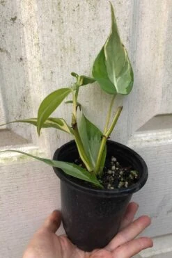 Philodendron Hederaceum 'Rio' RARE Plant In 4" Pot -Cheap Plantly Store IMG 9344