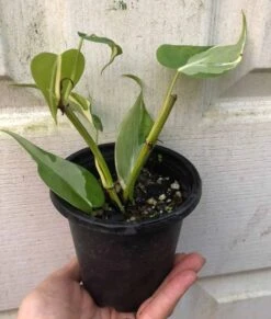 Philodendron Hederaceum 'Rio' RARE Plant In 4" Pot -Cheap Plantly Store IMG 9345