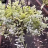 Cotyledon Pendens ----- Cliff Cotyledon --- Limited Quantity 2 Cotyledon Pendens ----- Cliff Cotyledon --- Limited Quantity -Cheap Plantly Store IMG 9412 rotated 1