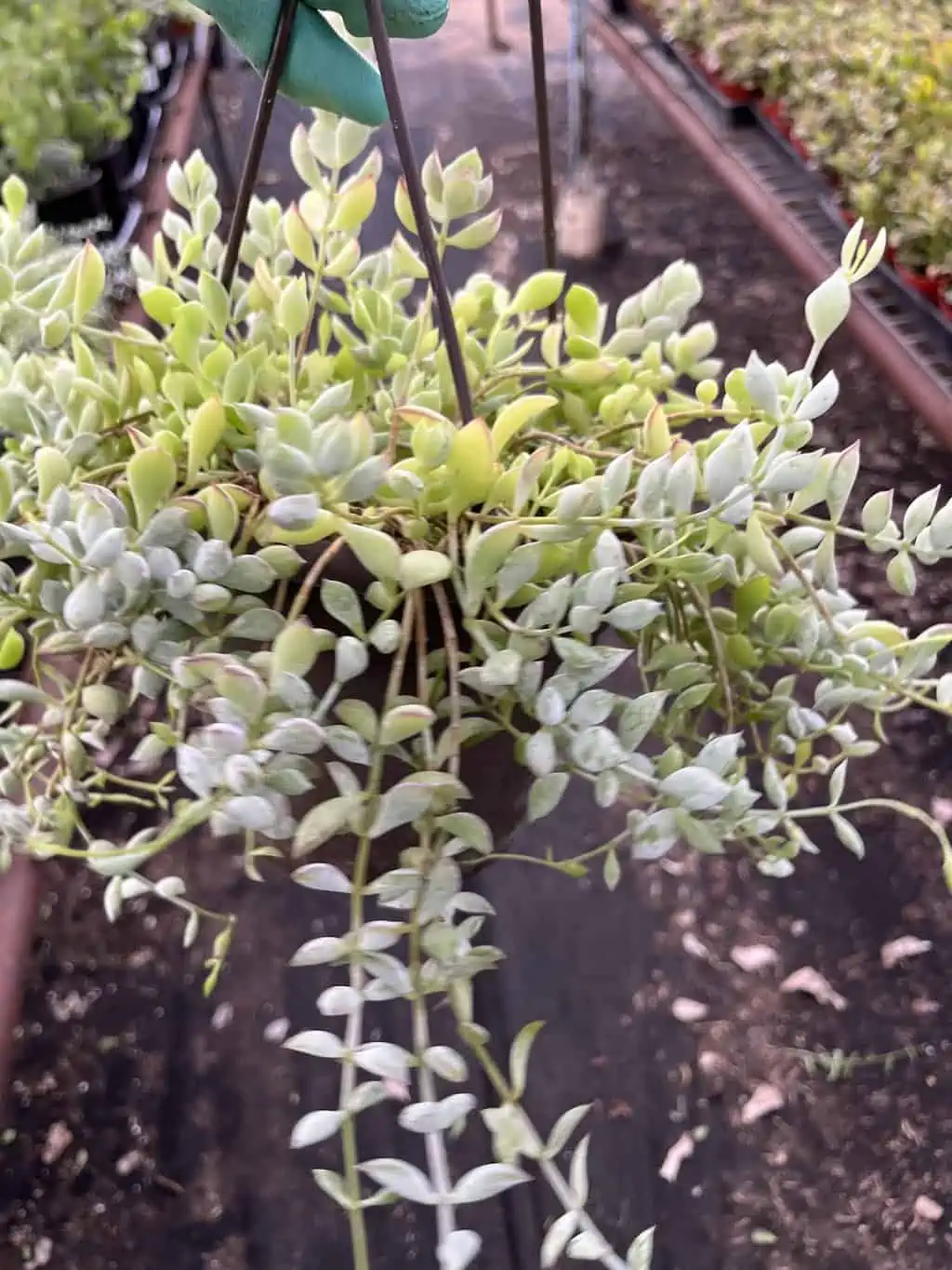 Cotyledon Pendens ----- Cliff Cotyledon --- Limited Quantity 3 Cotyledon Pendens ----- Cliff Cotyledon --- Limited Quantity