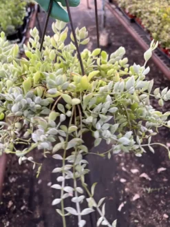 Cotyledon Pendens ----- Cliff Cotyledon --- Limited Quantity 5 Cotyledon Pendens ----- Cliff Cotyledon --- Limited Quantity -Cheap Plantly Store IMG 9412 rotated 2