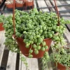 Senecio Rowleyanus---String Of Pearls 2 Senecio Rowleyanus---String Of Pearls -Cheap Plantly Store IMG 9420 rotated 1