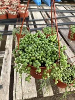 Senecio Rowleyanus---String Of Pearls -Cheap Plantly Store IMG 9422 rotated 1
