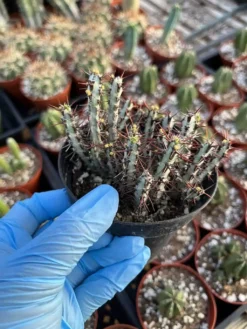Euphorbia Aeruginosa---miniature Saguaro