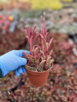 Peperomia Graveolens - Ruby Glow -Cheap Plantly Store IMG 9449 1