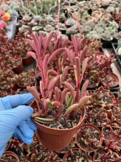 Peperomia Graveolens - Ruby Glow