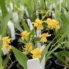 Oncidium Twinkle 'Yellow Bird' Fragrant Orchid From Hawaii -Cheap Plantly Store IMG 9489 rotated 1