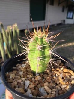 Echinopsis Chiloensis Var. Borealis 7 Echinopsis Chiloensis Var. Borealis -Cheap Plantly Store IMG 9586 rotated 1
