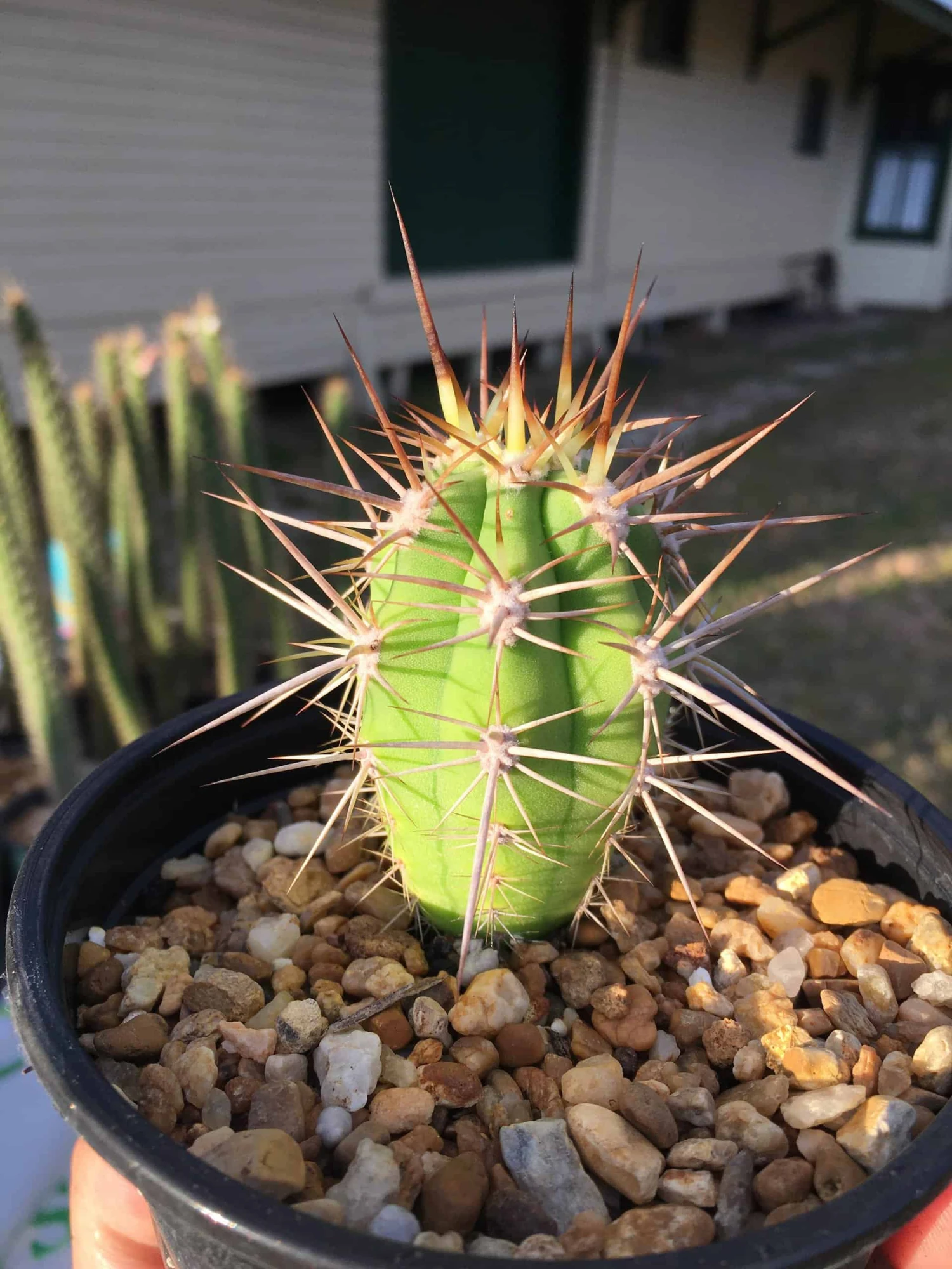 Echinopsis Chiloensis Var. Borealis 5 Echinopsis Chiloensis Var. Borealis - Image 3
