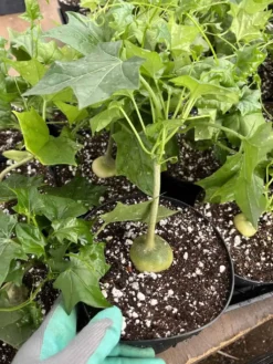 Gerrardanthus Macrorhizus---Bigfoot