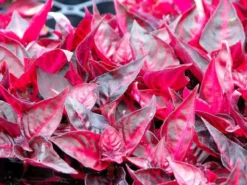 Bloodleaf Iresine P Browne Herbstii Ships Free